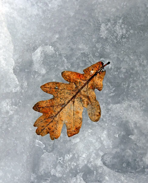 Eklöv i snö — Stockfoto