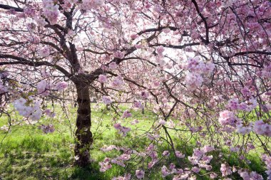 Cherry tree in full bloom clipart