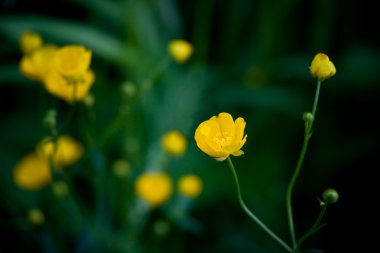 buttercups