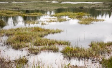 Wetland clipart