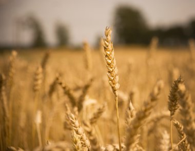 Clopse up of wheat clipart