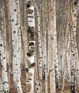 Birch trees clipart