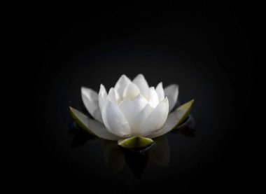 Water lily on black clipart