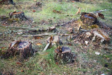 Tree stumps clipart