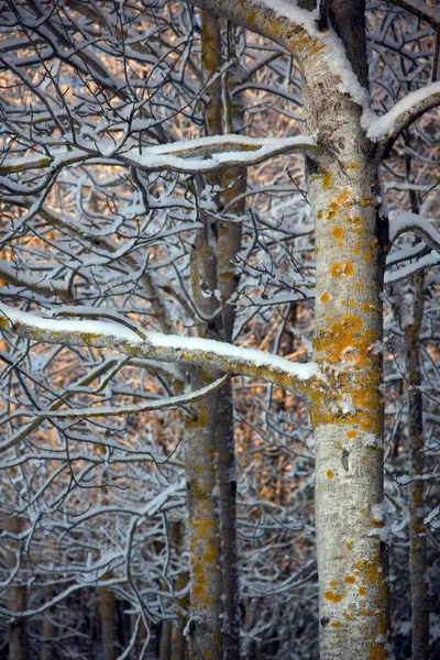 秃树与雪 — 图库照片