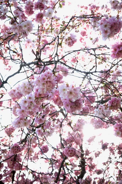 Branch of cherry's flowers — Stock Photo, Image