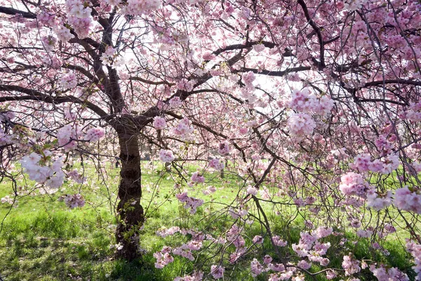 Вишневе дерево в повному розквіті — стокове фото