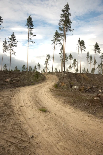 Dirt road in clearing — Stock Photo, Image