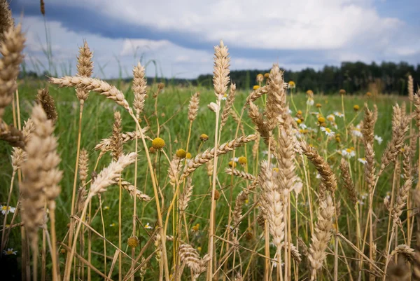 Bir alanda buğday — Stok fotoğraf