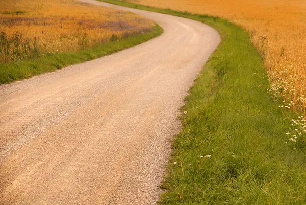 小麦畑の未舗装道路 — ストック写真