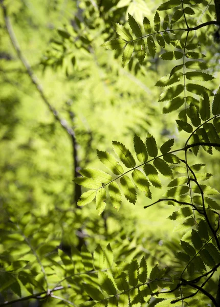 Lush foliage — Stock Photo, Image