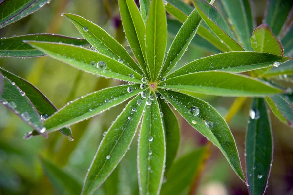 Lupine folhas com gotas de chuva — Fotografia de Stock
