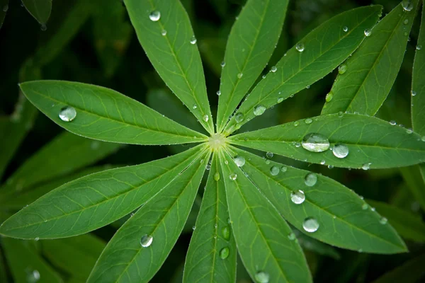 Lupin yaprak yağmur damlaları veya çiğ — Stok fotoğraf