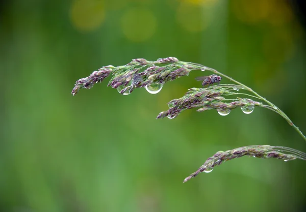 Hierba con gotas de lluvia —  Fotos de Stock