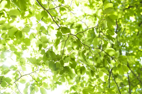 Пышная листва — стоковое фото