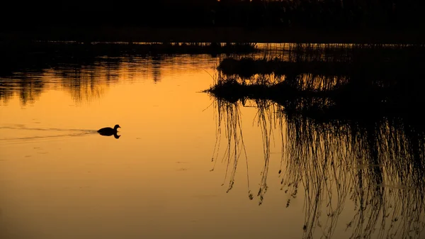 호수 물 닭 — 스톡 사진