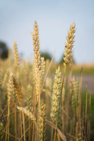 Bir alanda buğday — Stok fotoğraf