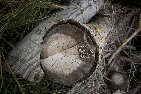 Log with yellow fungus — Stock Photo, Image