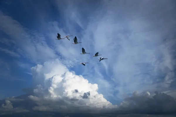 Мигрирующие гуси Канады — стоковое фото