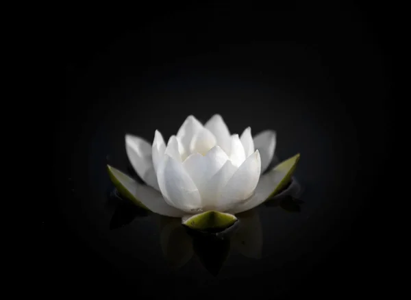 Water lily on black — Stock Photo, Image