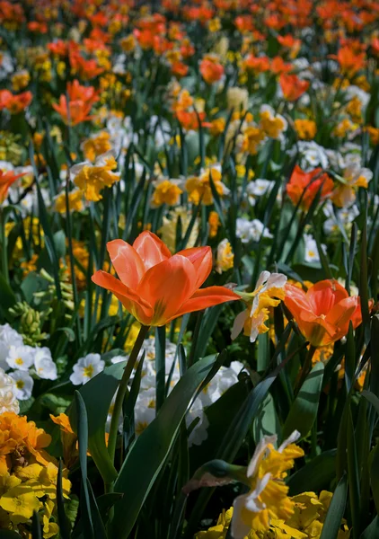 Oranje tulpen — Stockfoto