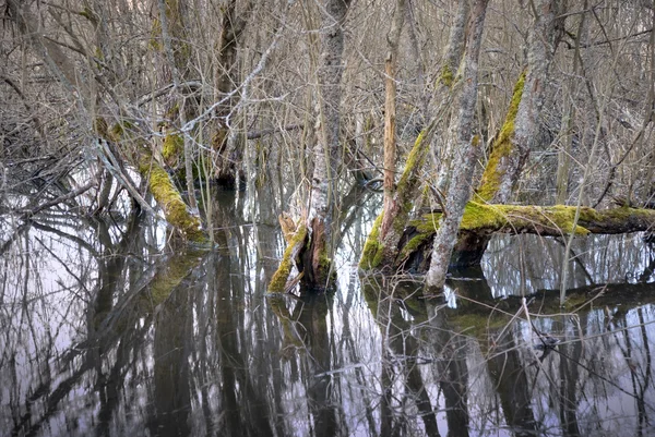 Árvores mortas num pântano — Fotografia de Stock
