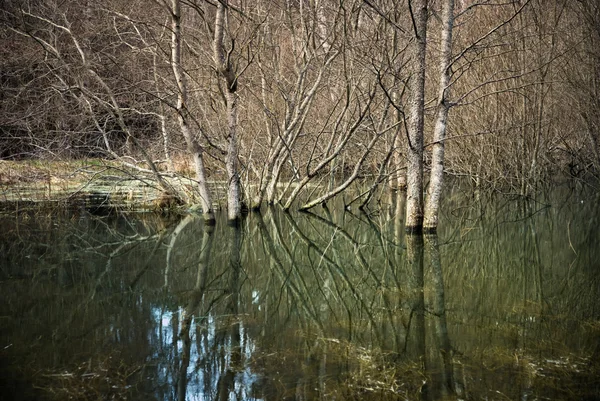 在一片沼泽中的树木 — 图库照片