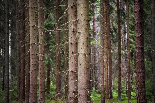 Spruce forest — Stock Photo, Image