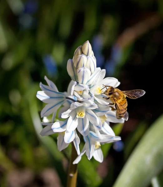 Bee on a white and blue flower — Stock Photo, Image