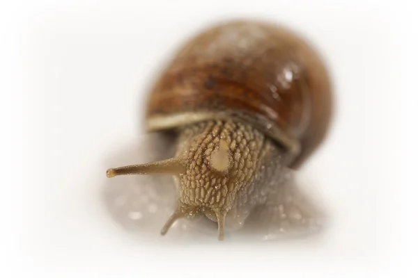 Garden snail isolated on white — Stock Photo, Image