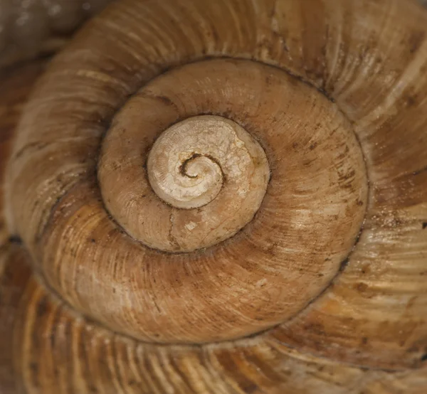 Shell de caracol jardim — Fotografia de Stock