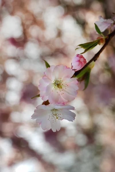 Cherry bunga — Stok Foto