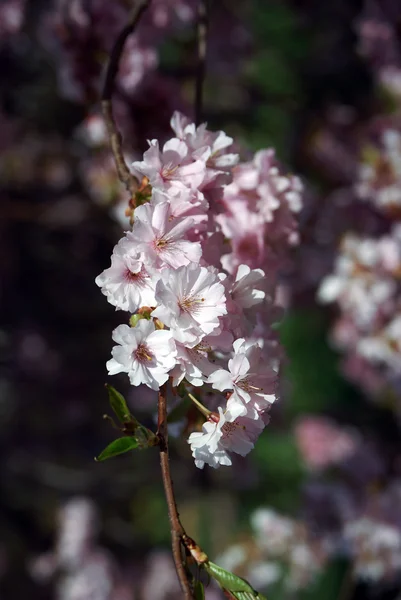 Gałąź cherry z kwiatów — Zdjęcie stockowe