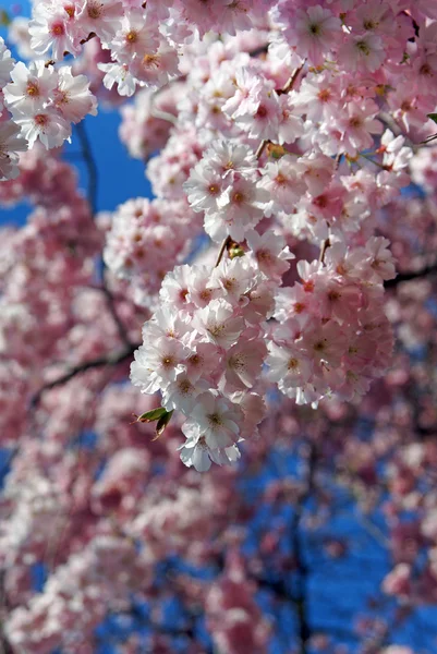 Rosafarbene Kirschblüten — Stockfoto