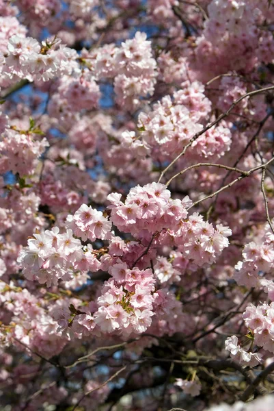 Розовые цветы вишни — стоковое фото