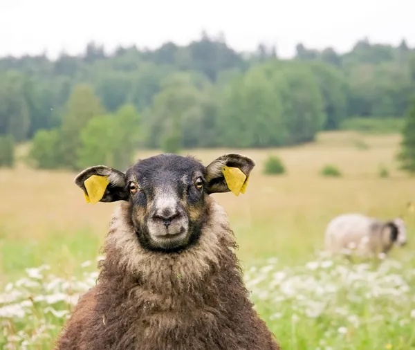 Черная овца — стоковое фото