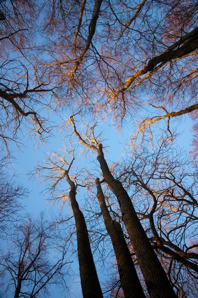 Vista de baixo ângulo de árvores nuas no inverno — Fotografia de Stock