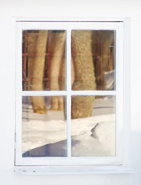 Alberi nella finestra — Foto Stock