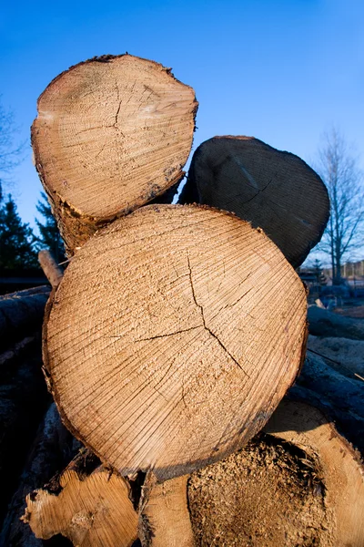 Mucchio di tronchi — Foto Stock