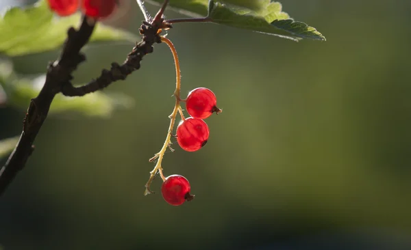 Close up of red currants — Stock Photo, Image