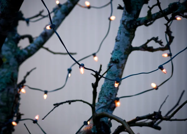 树上的灯 — 图库照片