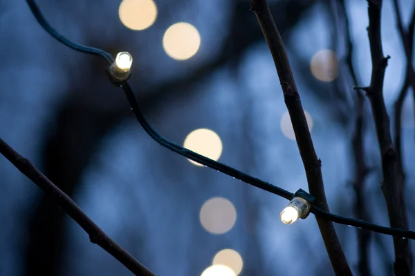Lampa på träd — Stockfoto