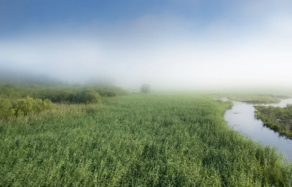 Swamp in fog — Stock Photo, Image