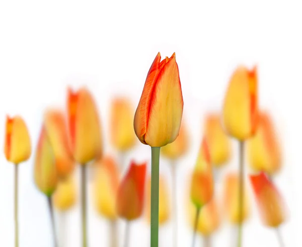 Yellow and red tulip — Stock Photo, Image