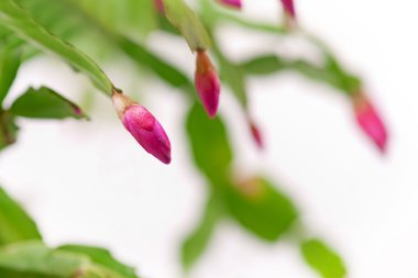 Christmas cactus bud clipart