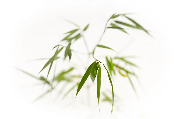 Bambu på vit — Stockfoto