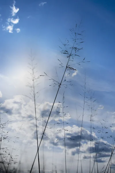 Gräs på blå himmel — Stockfoto