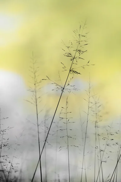 Grass on yellow sky — Stock Photo, Image