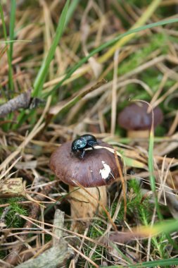 Wild mushroom in grass clipart