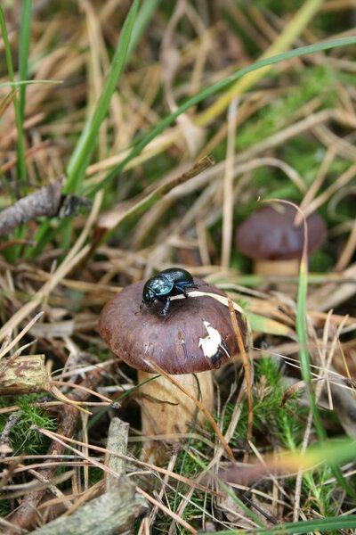 Wild mushroom in grass